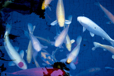 High angle view of fishes swimming in fish tank