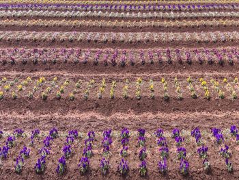 Full frame shot of multi colored flowers