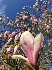 Close-up of pink cherry blossoms in spring