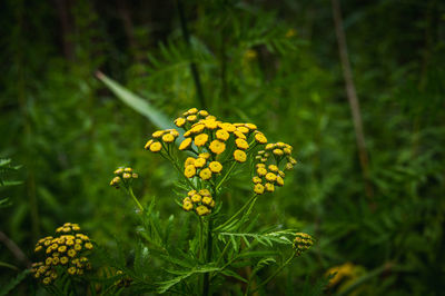 Close-up of yellow flowering plant