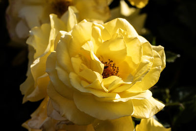 yellow