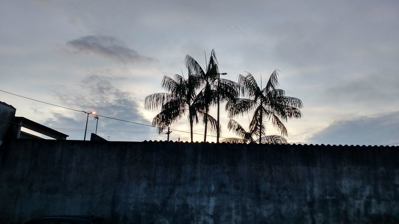 LOW ANGLE VIEW OF TREES AGAINST SKY