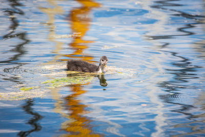 Young bird swimming on lake