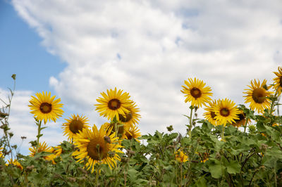 Close-up of sunflowers on field
