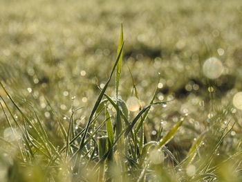 Close-up of wet grass on field during rainy season