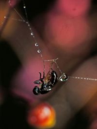 close-up