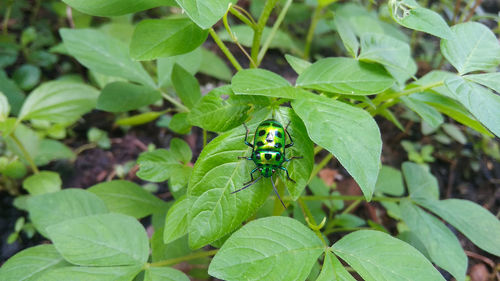 High angle view of insect on leaf, beautiful green colorful insect