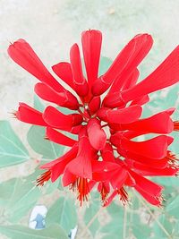 Close-up of red flowers