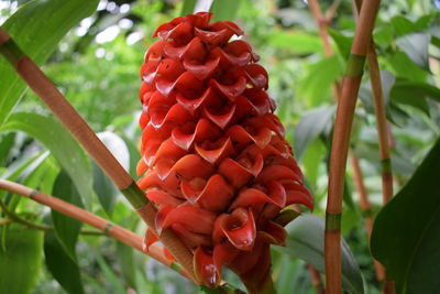 Low angle view of red flowers