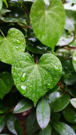 Close-up of wet plant leaves