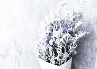 Close-up of white flowering plant