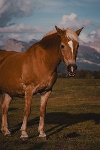 Horse standing on field