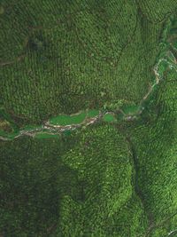 Full frame shot of green plants