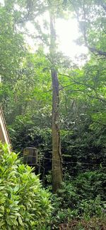 Trees growing in forest