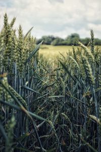 Crops growing on field against sky