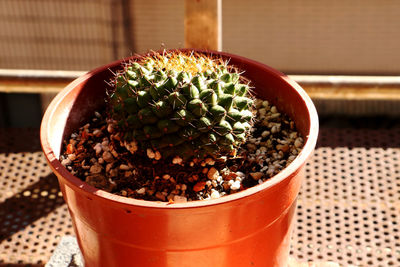 High angle view of succulent plant on table