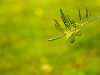 Close-up of plant