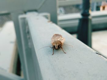 Close-up of insect