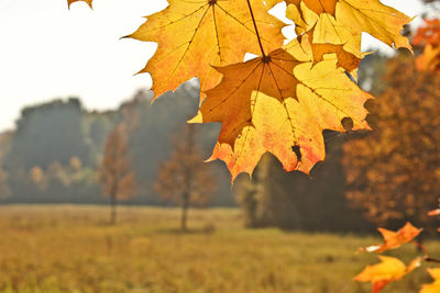 Close-up of maple leaf on field against sky