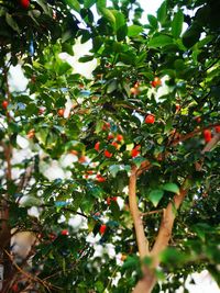 Low angle view of fruits on tree