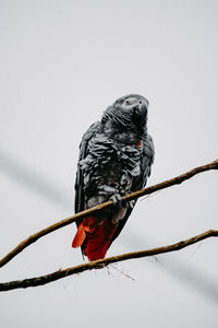 Low angle view of bird perching on branch against sky