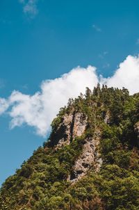 Low angle view of trees against cloudy sky