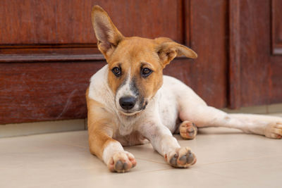 Close-up portrait of a dog
