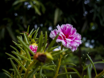 Close-up of pink flowering plant