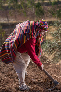 Side view of senior peruvian male farmer in traditional clothes using hoe and collecting potato in harvest season in highlands in chinchero