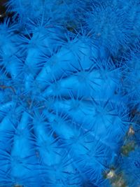 Full frame shot of blue flowering plants