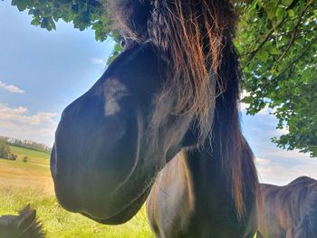 View of a horse on field