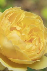 Close-up of yellow rose