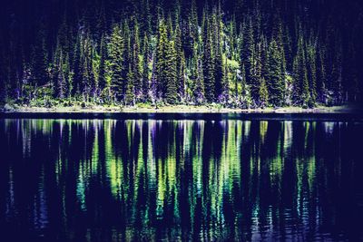 View of pine trees in lake