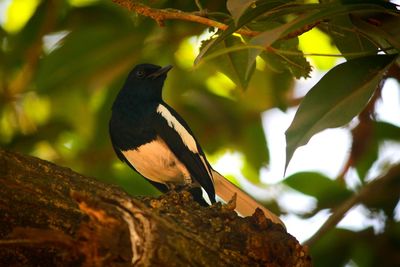 Close-up of bird perching on branch