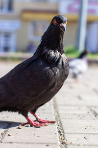 Close-up of pigeon perching