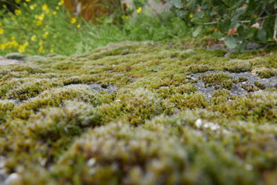 Close-up of moss growing on land