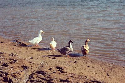 Bird in water