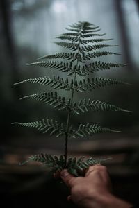 Close-up of hand holding plant