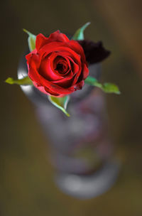 Close-up of red rose