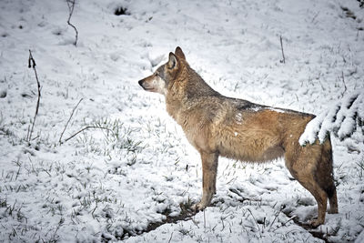 View of an animal on snow covered land