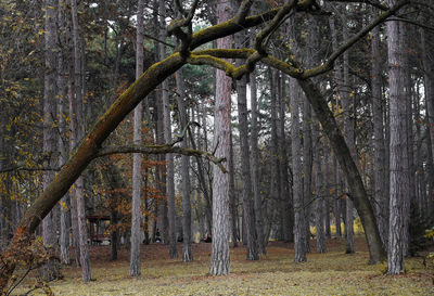 Trees in forest