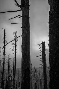 Panoramic view of trees in forest against sky