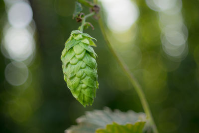 Close-up of green leaf