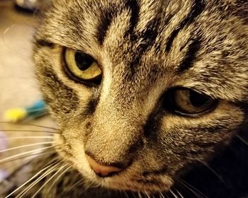 Close-up portrait of a cat