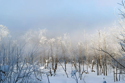 Close-up of trees against sky