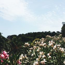 Low angle view of flower trees against sky