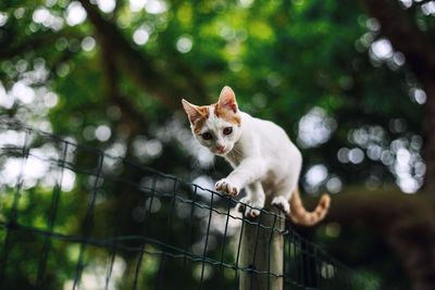 Low angle portrait of cat walking on fence against trees