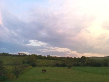 Scenic view of field against sky