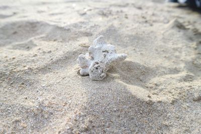 High angle view of tortoise on beach