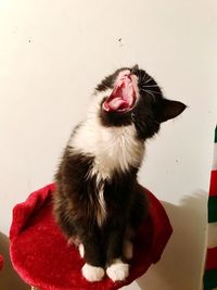 Close-up of cat yawning